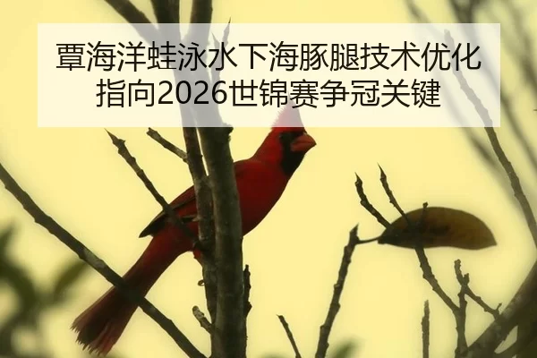 覃海洋蛙泳水下海豚腿技术优化 指向2026世锦赛争冠关键